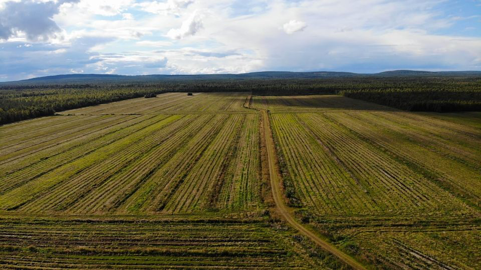 Former peat field in Rovaniemi, Lapland, being reforested by Carboreal and the Trammell S. Crow Forest initiative